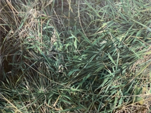 45405.jpg